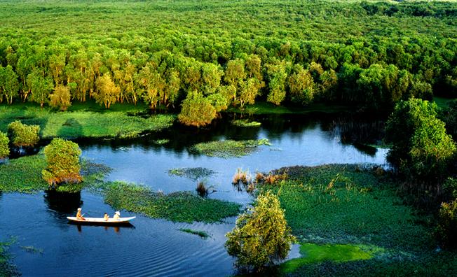 Rừng tràm Trà Sư là tên gọi cánh rừng có nhiều cây tràm tọa lạc gần khu vực núi Trà Sư của huyện Tịnh Biên, An Giang. (Nguồn ảnh: chonoicairang.com.vn)